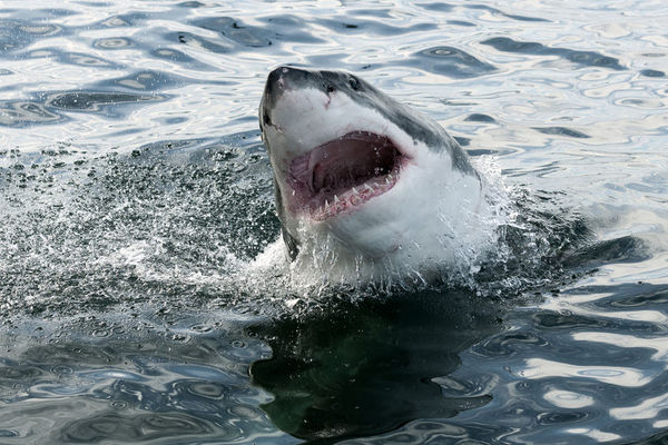 27813759 - great white shark