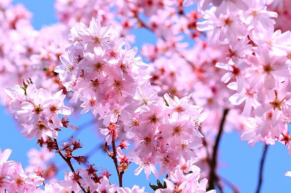 flowering-cherry-4902322_960_720